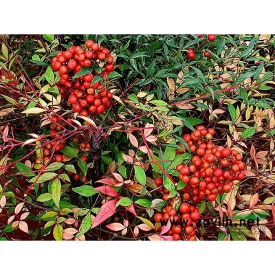 榉树苗。朴树苗。栾树苗。