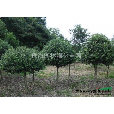 有刺构骨，米径7-15公分，1米开叉