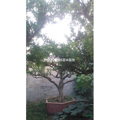 山东枣庄石榴树、山东枣庄石榴树苗、山东枣庄石榴树盆景、