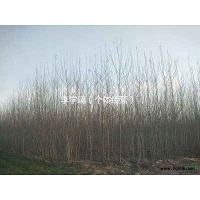 速生竹柳5-12厘米价格面议