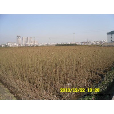 小叶栀子花*新价格/小叶栀子花报价