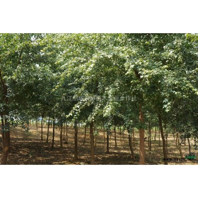 大量供应鸡爪槭，无患子，水杉，杜英.乐昌含笑.紫薇小苗