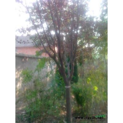 优质紫薇哪里找?