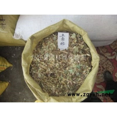 6公分枇杷价格、7公分枇耙价格、8公分枇耙价格