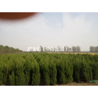 自家种的，麻烦你帮忙卖卖，木瓜树，4公分，种了4亩地，紫叶桃