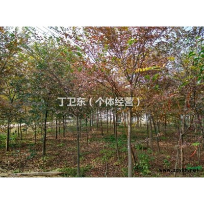 江苏10公分紫薇出售