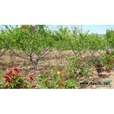 山楂，石榴，柿子，梨树，杏树，桃树等各种绿化苗木