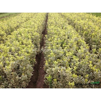 蓬形1、5至2m红叶石楠球