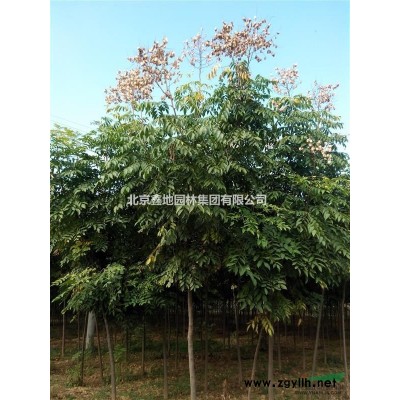 出售3至5公分国槐