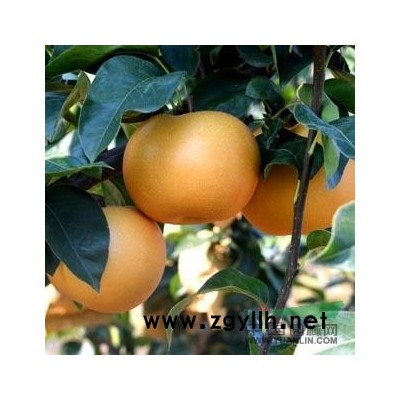 安徽砀山梨树苗 梨树苗价格 梨树苗品种皇冠梨苗