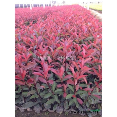 红叶石楠出售 金华地区红叶石楠供应