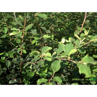 本基地现大量供应西府海棠，北美海棠，紫叶李，碧桃，等绿化小苗