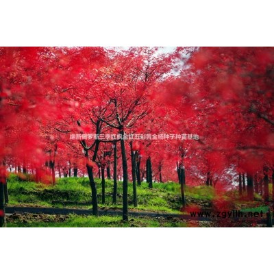 玛丽伯德地冰雪红枫-01玛丽伯德地三季冰雪红枫-玛丽四季红枫