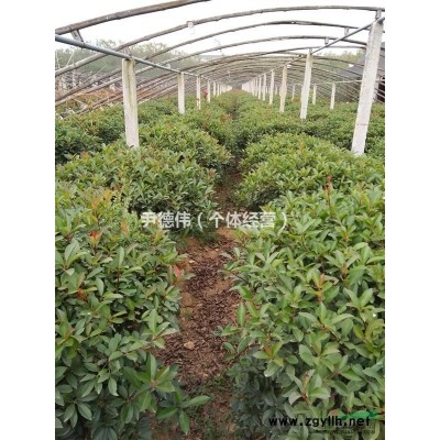 红叶石楠球1.2米