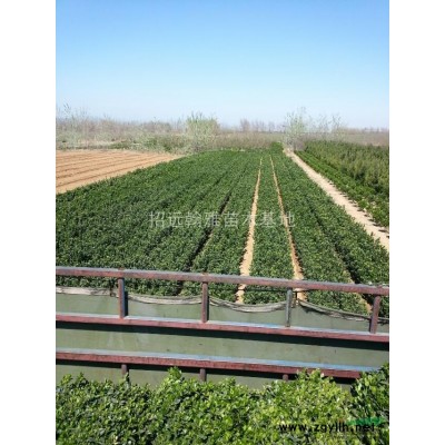 大叶黄杨球（冬青球）