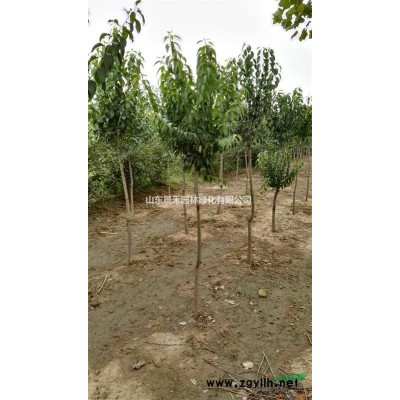 木瓜6-11公分 杆高80-1米 3年帽 山东济南货源