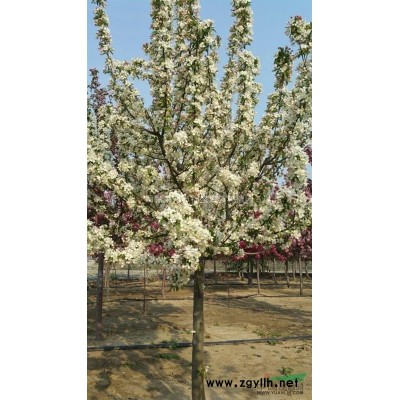 批量供应各种北美海棠