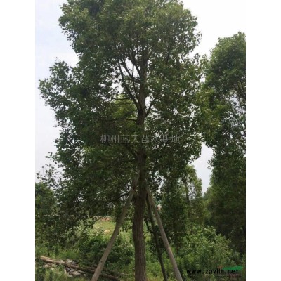 处理15公分宫粉紫荆300棵，上车价1200元，宫粉紫荆价格