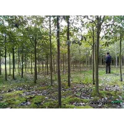 大量供应水杉，水杉种子，水杉苗，水杉树