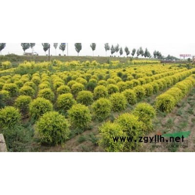 大量供应金叶榆~山东淄博