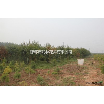 河北千头椿苗圃基地,千头椿规格*千头椿价格优惠