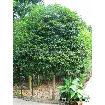 广玉兰 ，移栽广玉兰，广玉兰山货，河南广玉兰