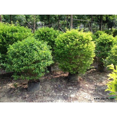 明兴花场黄金叶球、黄榕球、大红花球等苗木供应信息