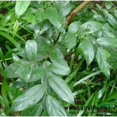 江苏樱花林信息