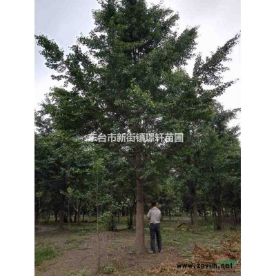 长期供应实生银杏树