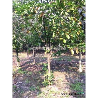 精品红花继木球，绍兴红花继木球