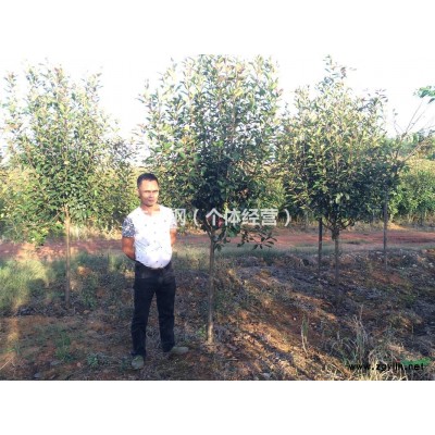 供应高杆樱花、榉树、红叶石楠