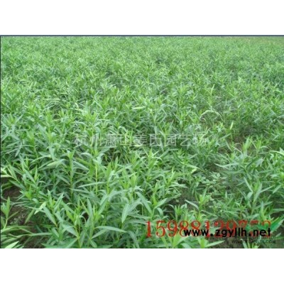 出售洒金珊瑚3w