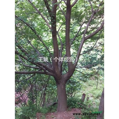 供应1到18公分日本红枫