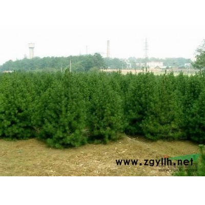 河北草花供应商|河北草花种植厂家