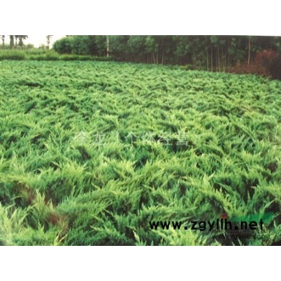 急售！侧柏60-80高，黄栌2-8公分，金叶榆高接、矮接