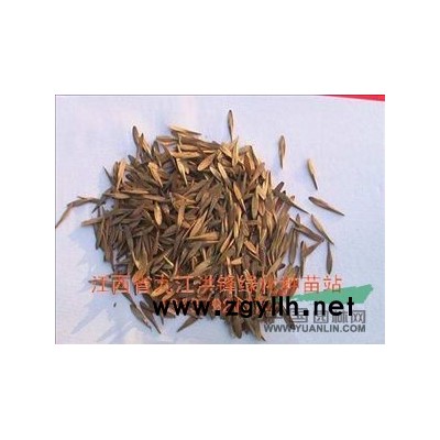 乐昌含笑供应/乐昌含笑图片