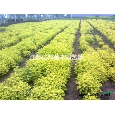 黄连木 楷木、惜木、孔木、鸡冠果