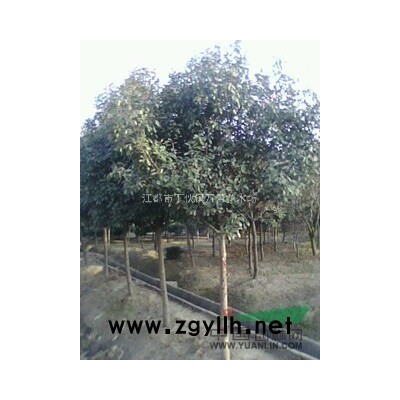 竹子，蜀桧，塔柏，龙柏，朴树，小叶黄杨，红叶色楠，枸骨，