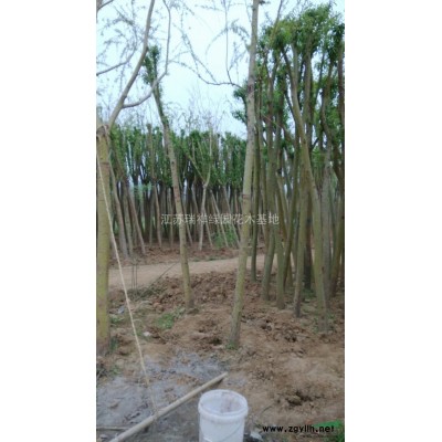 石榴树1-10公分石榴树，石榴树报价