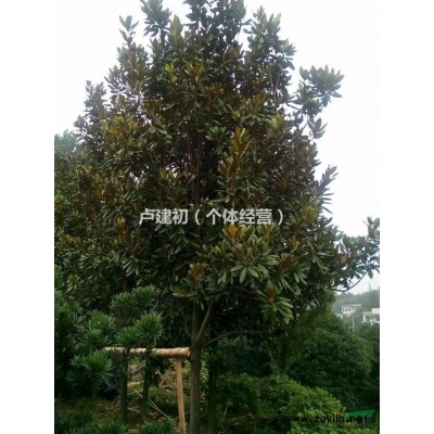 湖南供应米径16-25公分的景叶白兰，景叶白兰出售