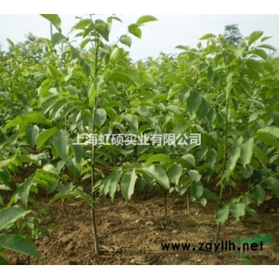 垂柳批发价格，垂柳种植基地，垂柳图片