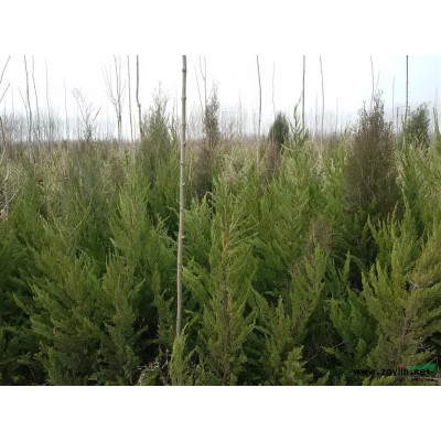 山东泰安地区低价供应大龙柏苗高1.5米冠幅60公分及其它苗木