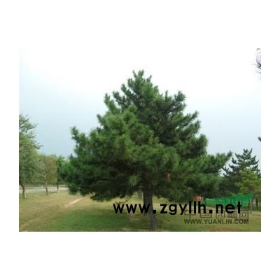 蓝田苗木油松成型在即欢迎咨询