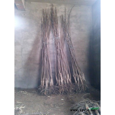 超低价出售大量核桃树，苗槐树苗及其他绿化苗