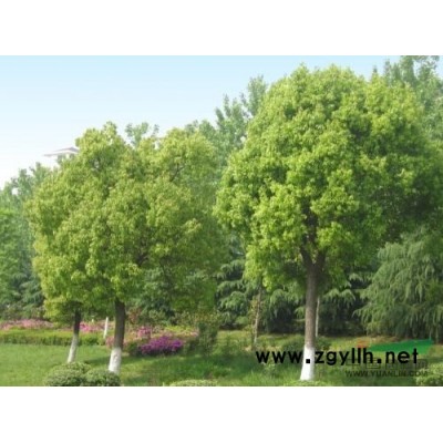 江苏樟树*新报价/樟树图片