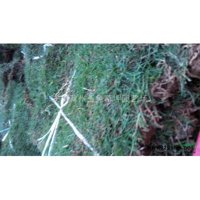 打量出售马尼拉，百慕达，高羊茅，果岭草等