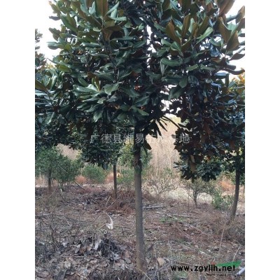 安徽广德维易苗木基地供应18-20公分香樟