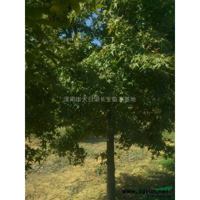 低价拆迁苗：20-40公分的大广玉兰、20-50公分的大香樟