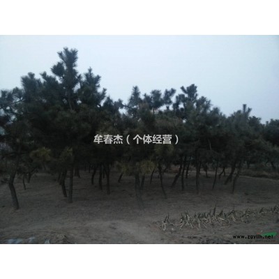 十多年的黑松！