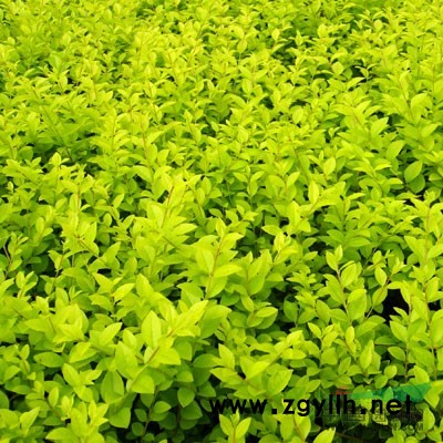 供应北京桧、朴树、龙柏、刺柏、蜀桧、红叶小檗、金叶女贞